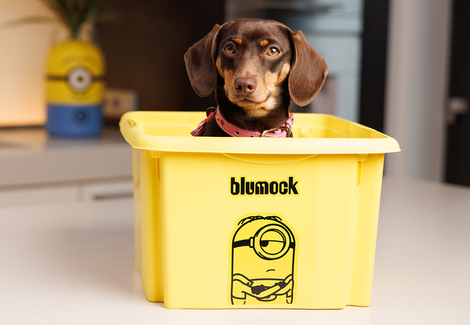 Hund sitzt in keeeper Minions Box – praktische Lösung für Aufbewahrung und Ordnung im Alltag.
