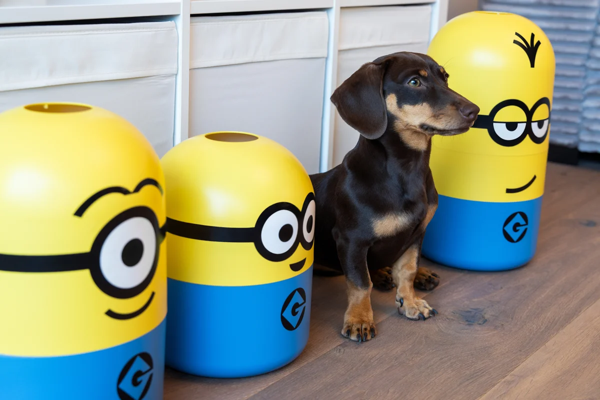 stuart "minions" - Information Image